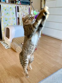 おもちゃで元気にあそぶあんずちゃん（画像提供：アシメEYEあんずさん）