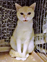 ひなたちゃんの母猫（画像提供：hinataさん）