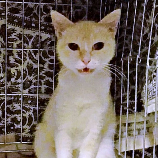 ひなたちゃんの母猫（画像提供：hinataさん）