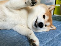 いたずらな仕草が愛らしいハルちゃん（画像提供：柴犬ハルさん）