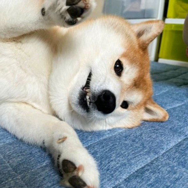 いたずらな仕草が愛らしいハルちゃん（画像提供：柴犬ハルさん）