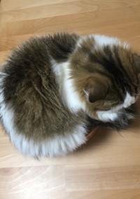 地べたで横になっているように見えますが…（提供：✳︎なごみ処✳︎あずきち&こむぎさん）