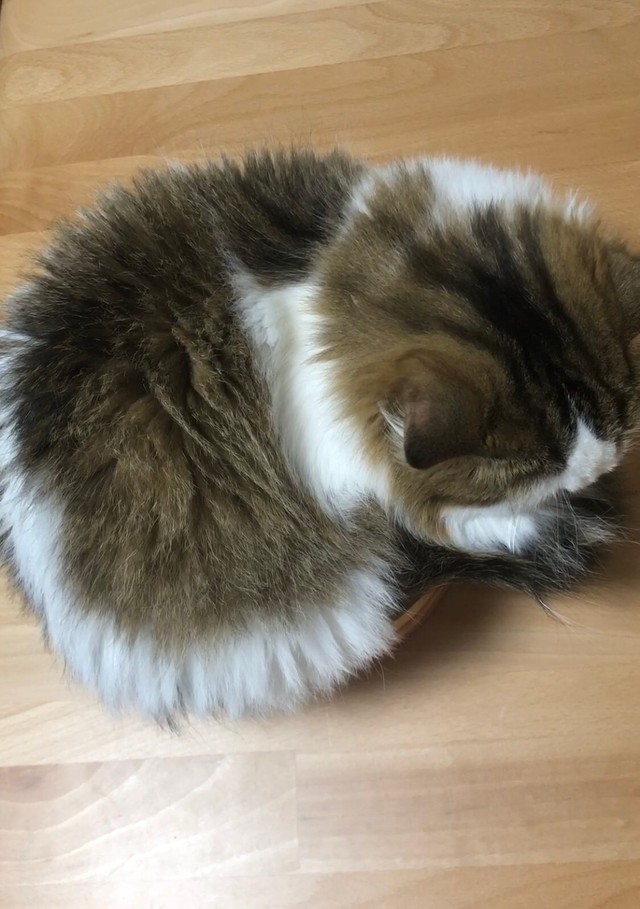 地べたで横になっているように見えますが…（提供：✳︎なごみ処✳︎あずきち&こむぎさん）