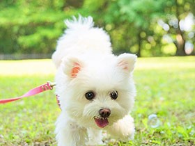 元気いっぱいにシャボン玉を追いかけるミックス犬「しふぉん」