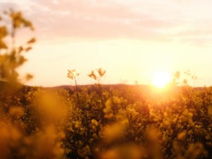 「それ着て結婚の挨拶に行く？」おばあちゃんのワンピースがきっかけ