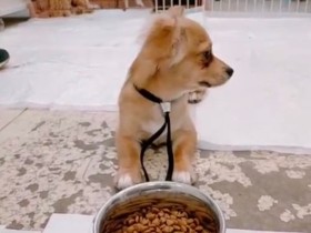 「フセ？マテ？やる意味わかりませーん」　頑固なチワックスに向き合い家族になる！