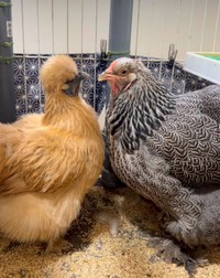 左が波留ちゃん、右が紗羅ちゃん／藤田さん（@-ChickensChannel）提供