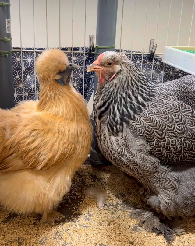 左が波留ちゃん、右が紗羅ちゃん／藤田さん（@-ChickensChannel）提供