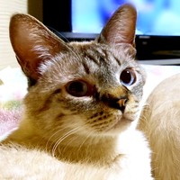 8歳になったマロくん。顔つきが凛々しくなりました（画像提供：またまた一匹増えて五猫（ｺﾞﾆｬﾝ）のぱぱになりました。）