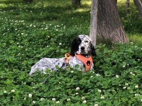 墓地に捨てられ、人を恐れた犬　譲渡早々、散歩中に逃走