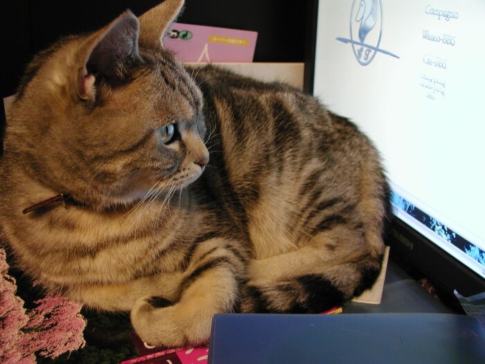 パソコンのキーボードの上が大好きだったココ。何度エラーを起こされたことか…！