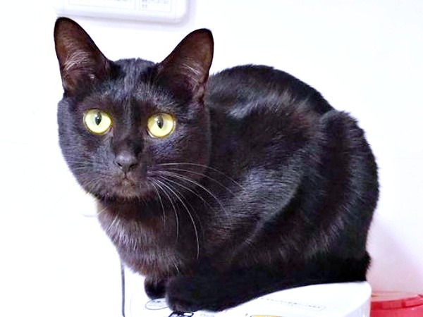 1歳を迎えたキキさん。素敵なレディになりました（画像提供：三田尻さん）