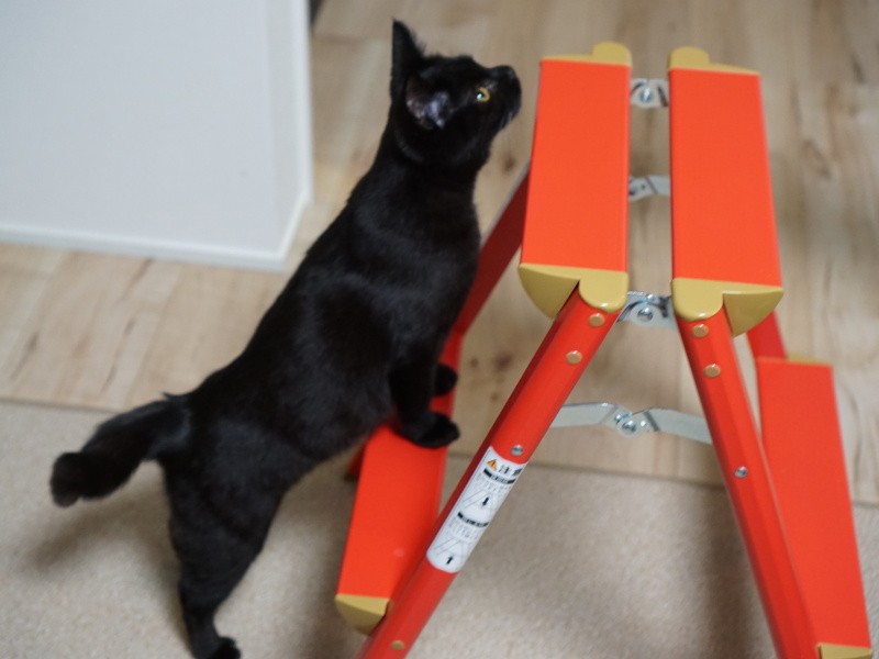 「私たちはこの部屋で、おとなのステップを登っていくのね～」
