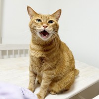 「一緒に寝よ！」鳴いて飼い主さんを呼ぶツナくん（画像提供：mmmさん）