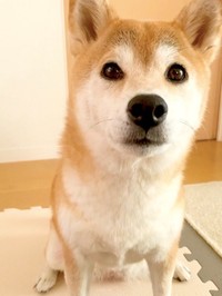 理不尽に吠えられたことを思い出して悔しい顔をしていた柴犬、ももちゃん（画像提供：柴犬 もも さん @momonosekaiii）