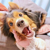 飼い主さんと一緒に遊ぶオペラくん（画像提供：Operaさん）