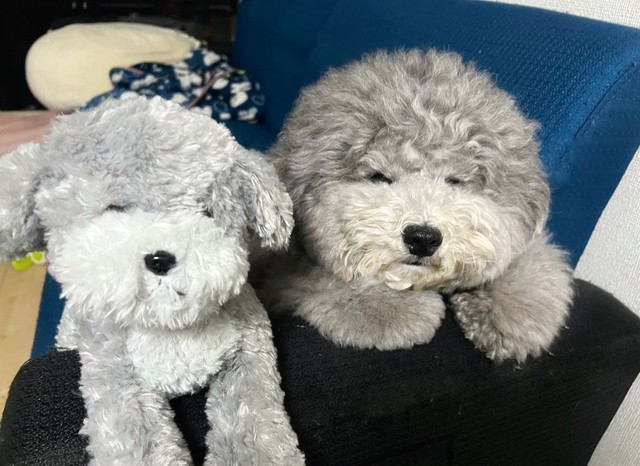 目つきがそっくり（笑）＝レノン&れあるさん（@Renon_Rearu）提供