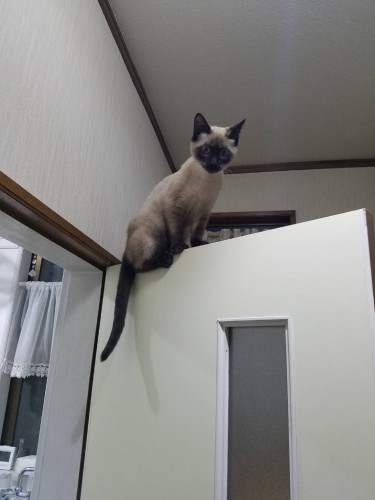 乗り猫も上手にできるようになった