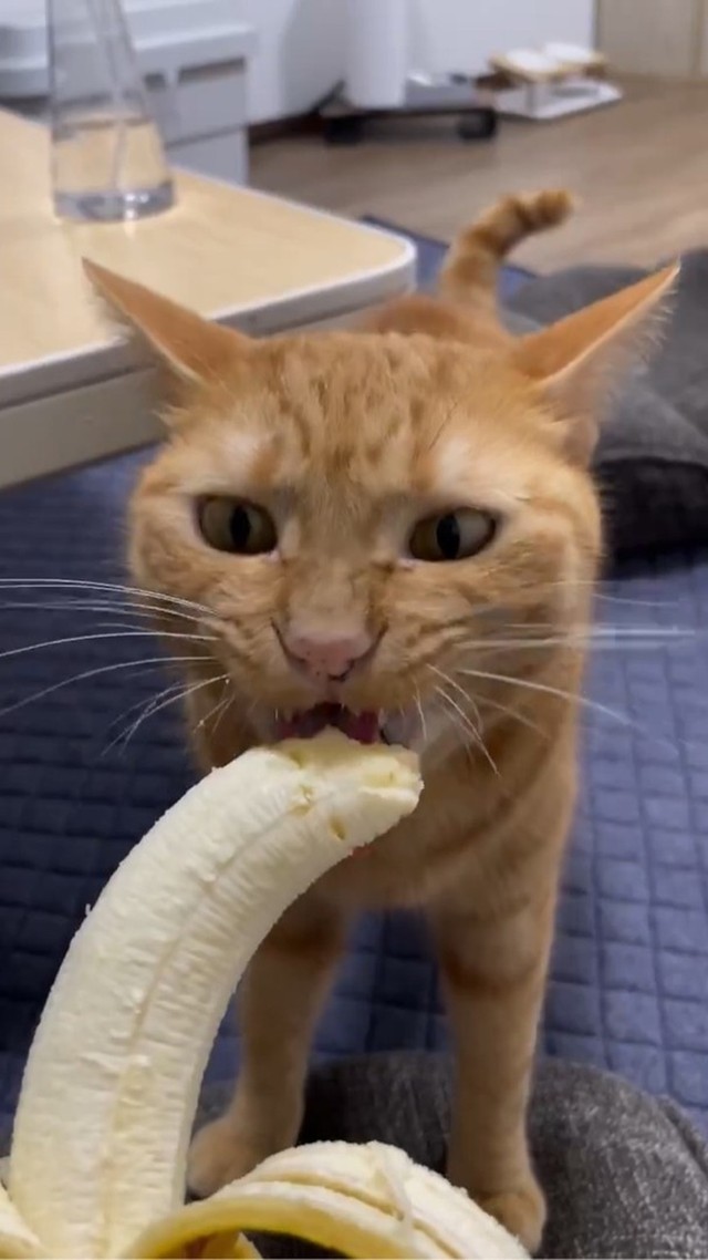 うまうま～（画像提供：むぎと人間さん ※動画よりキャプチャ、画像を一部トリミング）