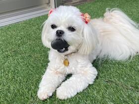 お庭で宝探しだわん　大事に小石をくわえて満足げなペキプー「はる」