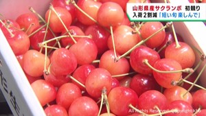 サクランボの入荷が本格化　佐藤錦の初セリ　仙台市中央卸売市場