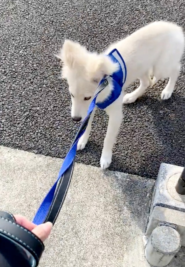 お迎え当初、さまざまなトレーニングに励んでいた白雪ちゃん（画像提供：ぱぱぱんだpandora【公式】さん）