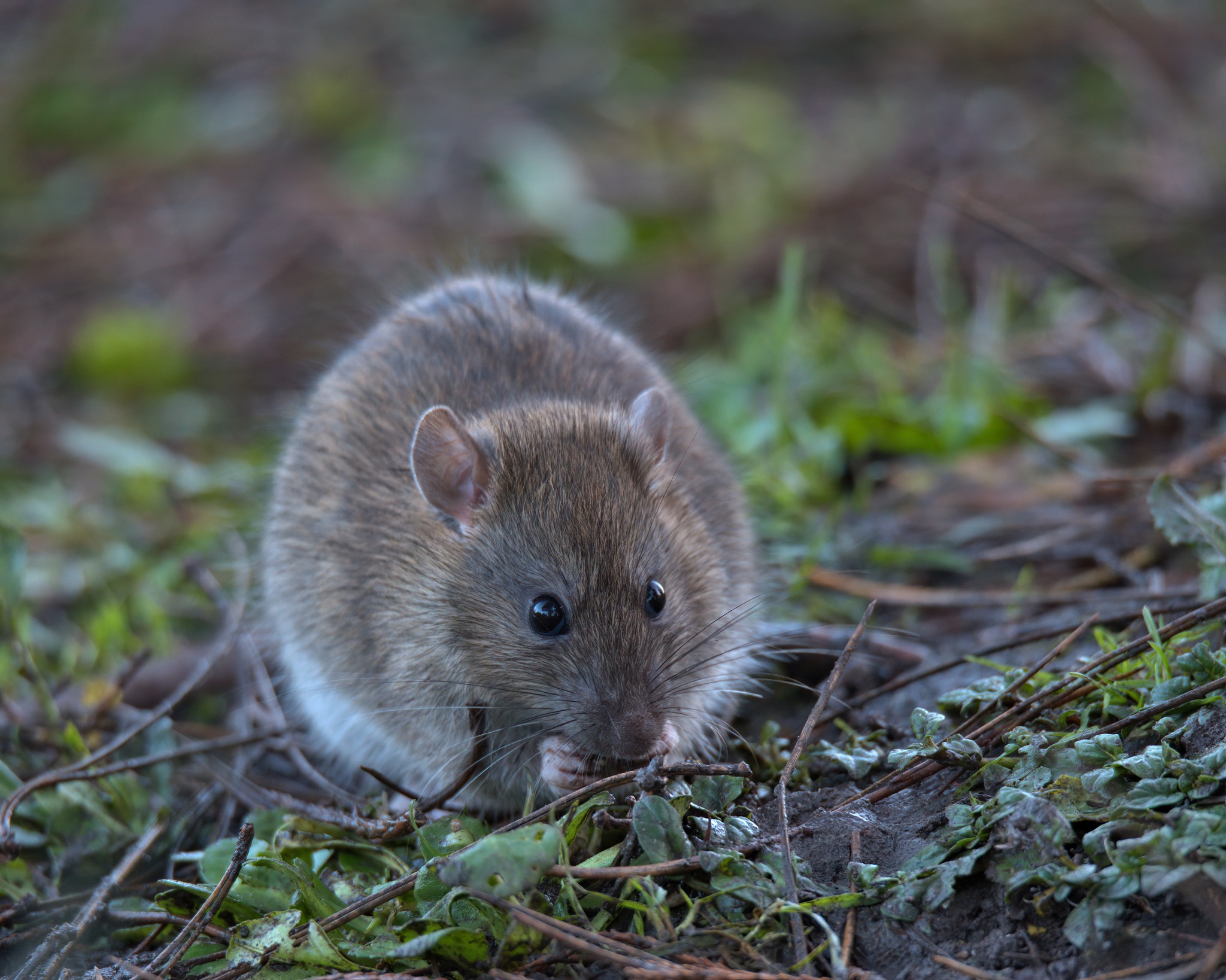 ネズミと共存すべき!動物学者がアムステルダム市民に推奨 ハトと同じ危険性、エコシステムに好影響と主張|よろず〜ニュース