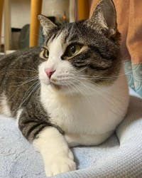 キジ白、オスの猫であるとも君（提供画像）