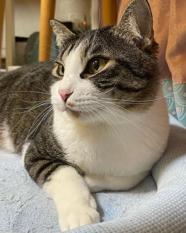 キジ白、オスの猫であるとも君（提供画像）