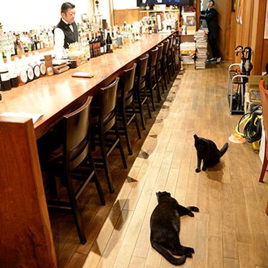 開店前のOakでくつろぐ猫たち。左はマスターの岩切さん