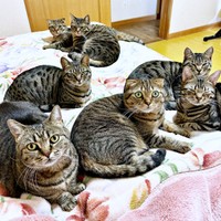 ベッドの上に集まるキジトラ猫さんたち（画像提供：はるとさん）