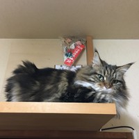 これがうちにいた洋猫、メインクーンの女の子。霊感が強いのか？