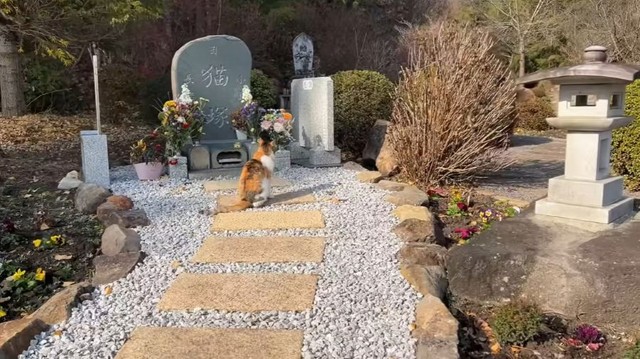 飼い主が遠くに行っても、ミー子さんはその場をしばらく離れようとしません。 ※長楽寺のYouTube動画より抜粋