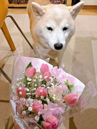 毎年恒例、飼い主さんがホワイトデーのお返しにもらった花束を見つめるモモちゃん（画像提供：柴犬のモモさん）