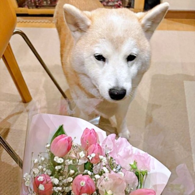 毎年恒例、飼い主さんがホワイトデーのお返しにもらった花束を見つめるモモちゃん（画像提供：柴犬のモモさん）