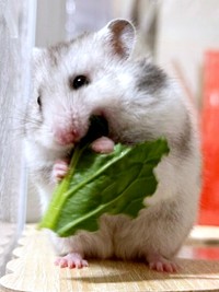 前足で上手にもってもぐもぐ…おいしそうに食べるまろちゃん（画像提供：まろとsaeさん）