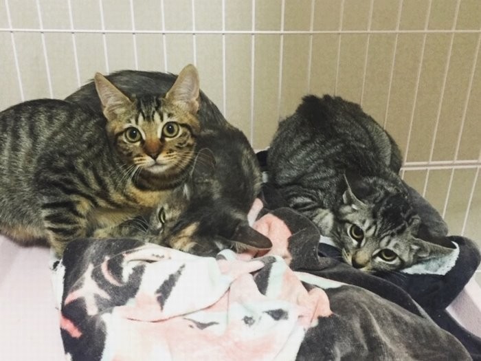 親子で引き取られた３匹