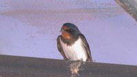 岡山市北区のスーパー「グランドマート」の軒下に姿を見せたツバメ