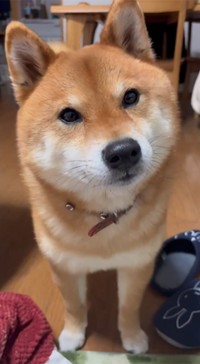 「クーン…」ママさんに甘える柴犬さんですが…！？（画像提供：tora&senjiroさん ※動画よりキャプチャ）