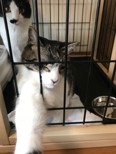 家に来て間もない頃、ニアが「早くだしてー」（提供写真）