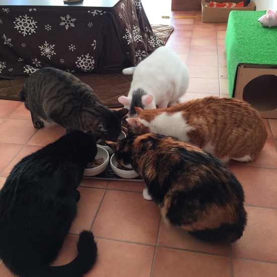 一緒に保護した子猫（一匹は譲渡）と借家で食事するミーコ。２階には現在６匹の猫たちが（伊藤さん提供）