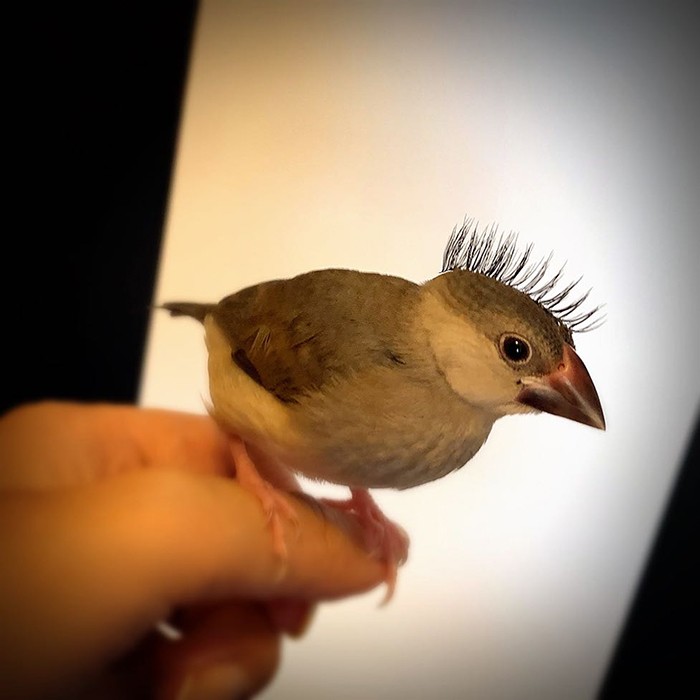 シトラスグリーンリース&2羽の文鳥さん シトラスグリーンリース&2羽の文鳥さん シトラスグリーンリース&2羽の