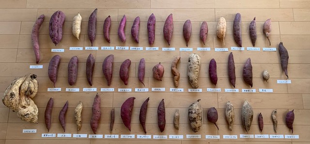 『サツマイモ品種コレクション 2021 AUTUMN』（提供：てるてるさん）