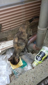 保護当時の様子。サラミちゃんの母猫はガリガリだった