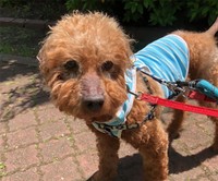 性格良好のキラ。現在里親募集中！