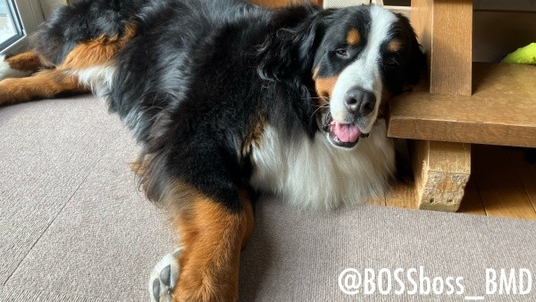 階段を枕にして上手にくつろぐボスくん（画像提供：ボスちんさん）