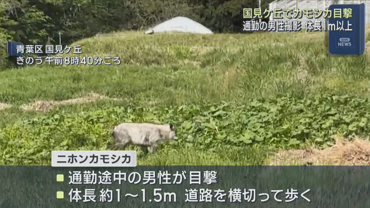 仙台市国見ケ丘の住宅地でニホンカモシカ　歩道横切って山へ