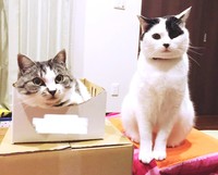 箱の中でくつろぐさぶくん（左）と飼い主さんを見つめるくうちゃん（右）（画像提供：猫ねむりzzz..さん）