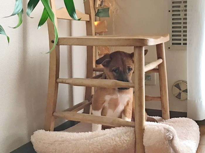 椅子の下が落ち着くらしく、わが家に来てからしばらくはここが居場所になった