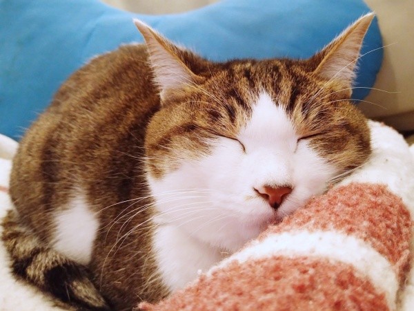 すやすや眠るサブちゃん（画像提供：KIYOKOさん）